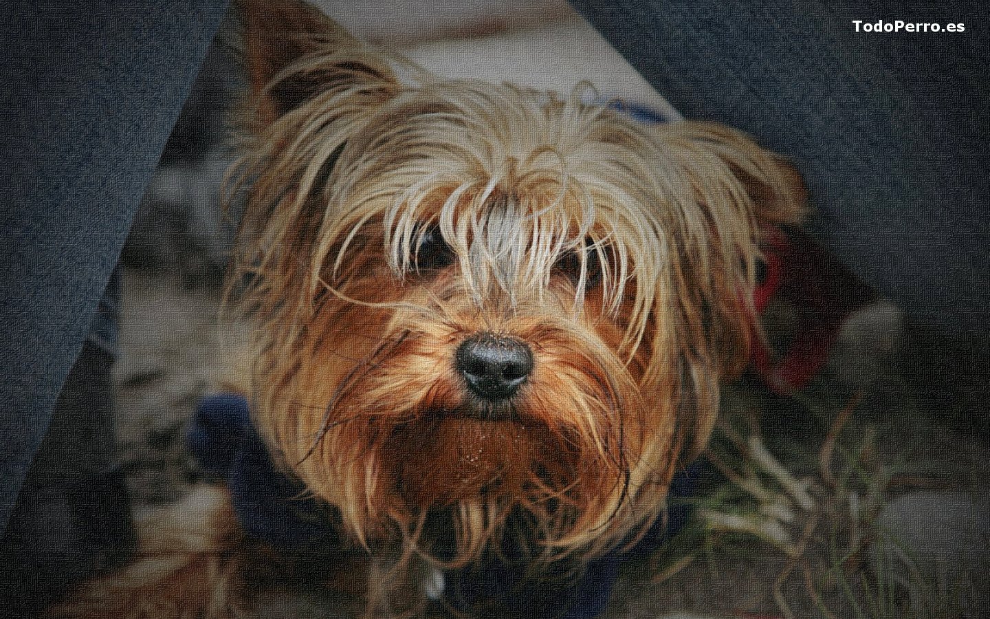 Wallpaper del perro Mauri 1440x900