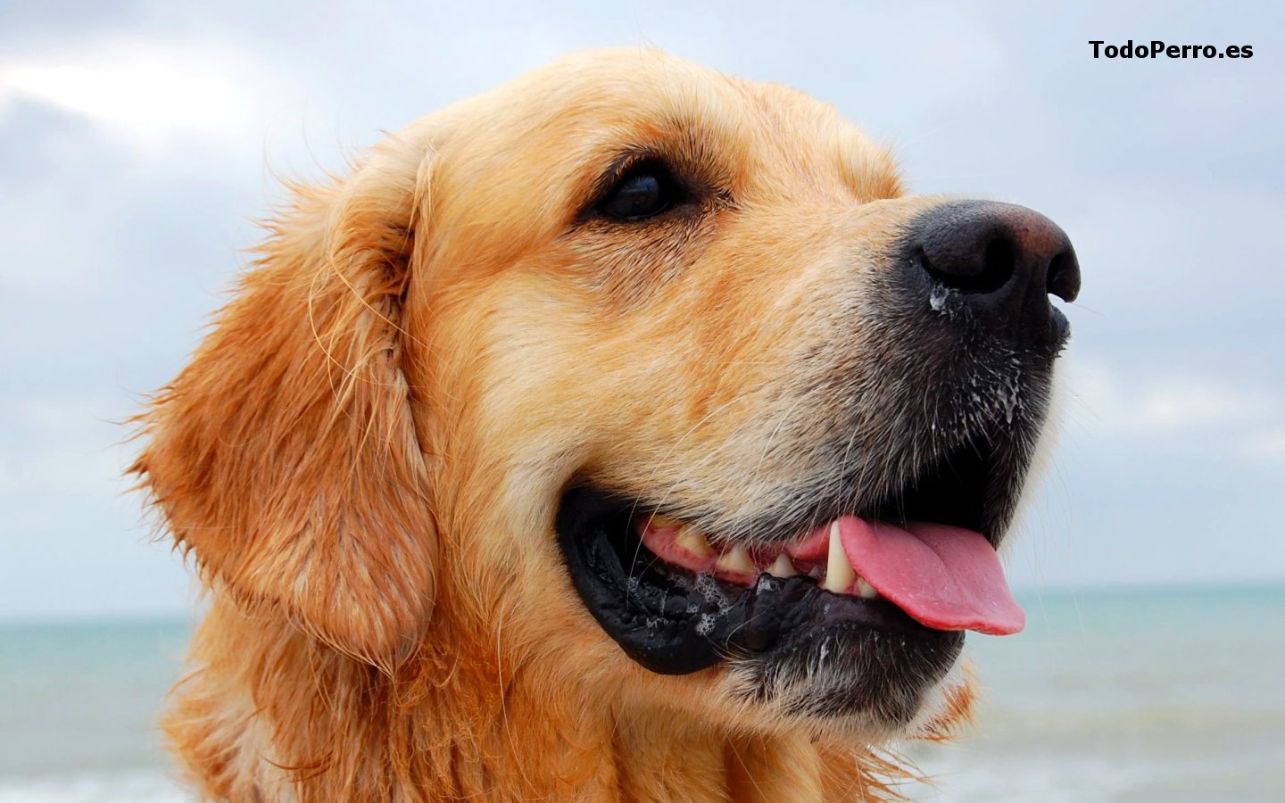perro golden retriever raza golden retriever fotos de perros golden retriever car interior design perro golden retriever raza golden retriever fotos de perros golden retriever car interior design