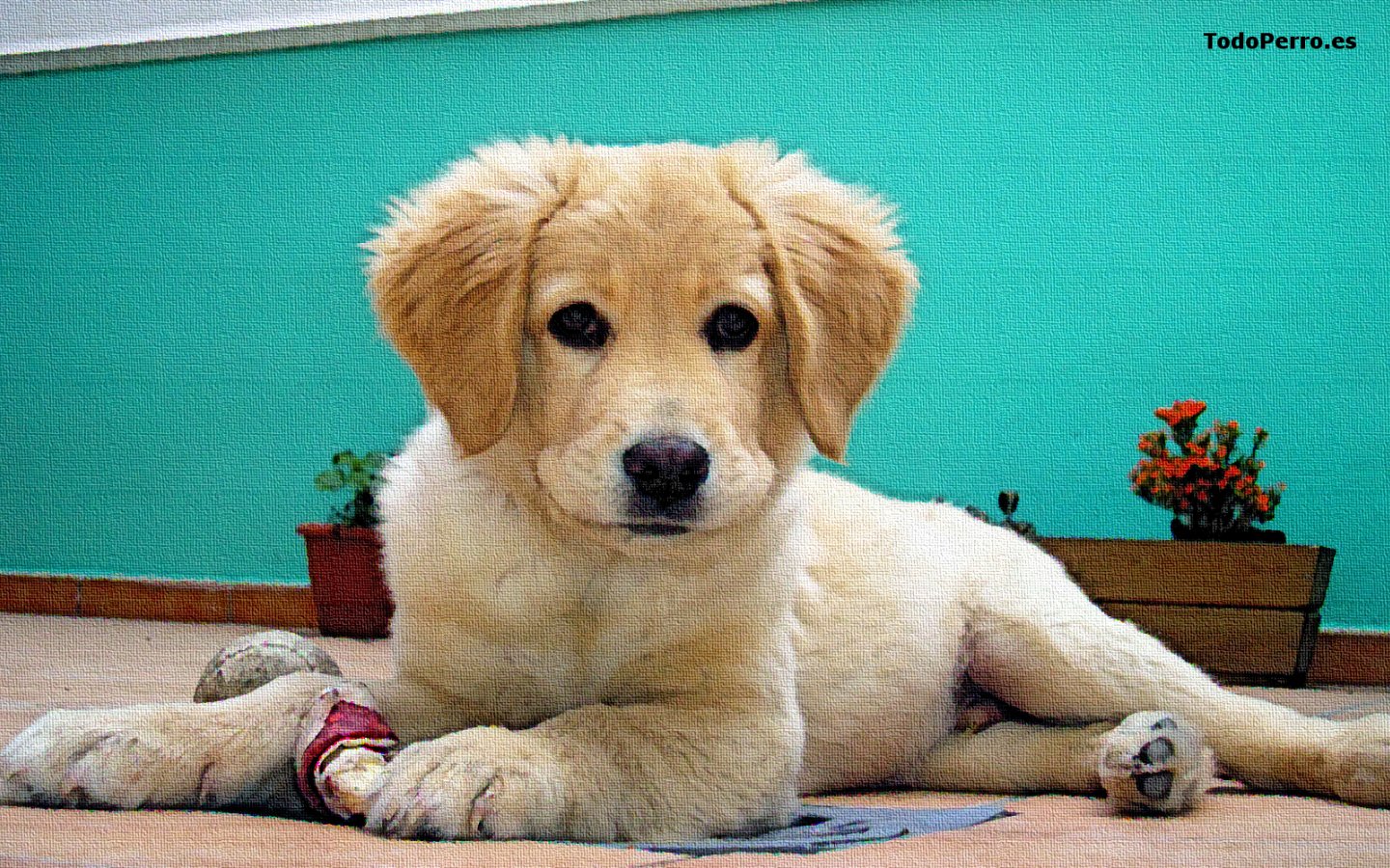 El perro Daxter, un fondo de pantalla 1440x900