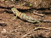 Iguana en Costa Rica