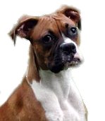 El Boxer
