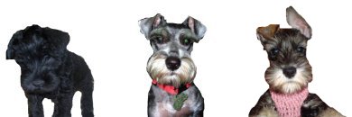 Schnauzer