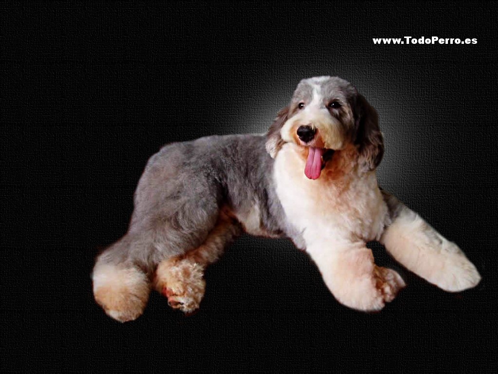 Perro Bobtail - Viejo Pastor Inglés de rabo corto