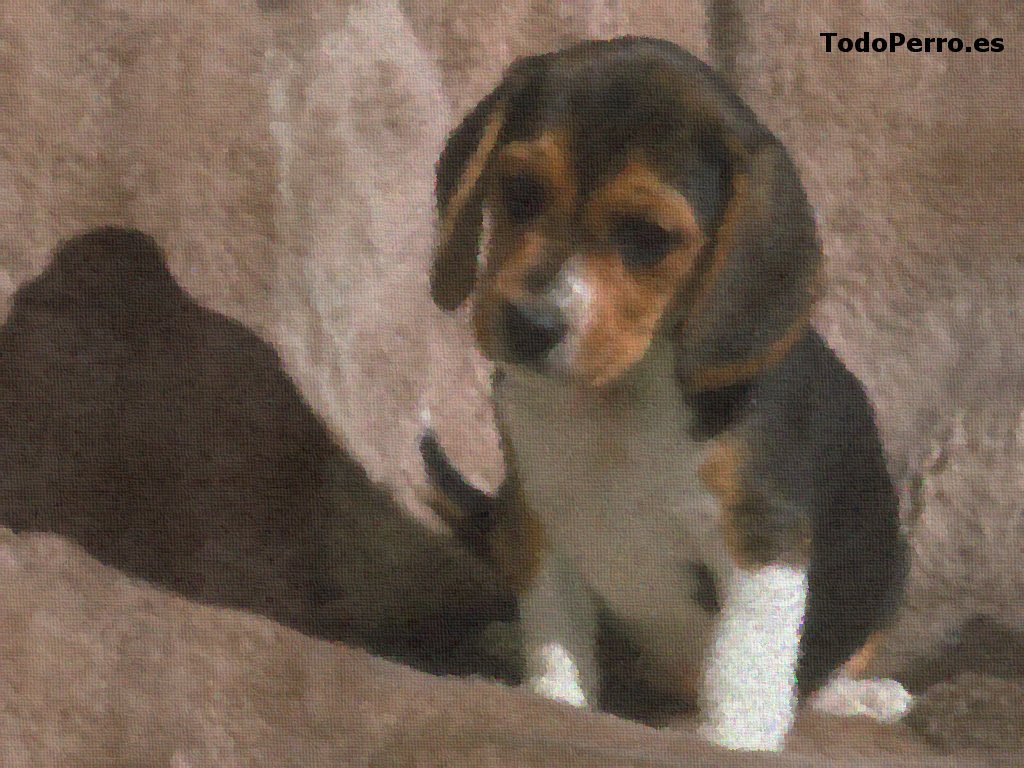 Cuadro Beagle