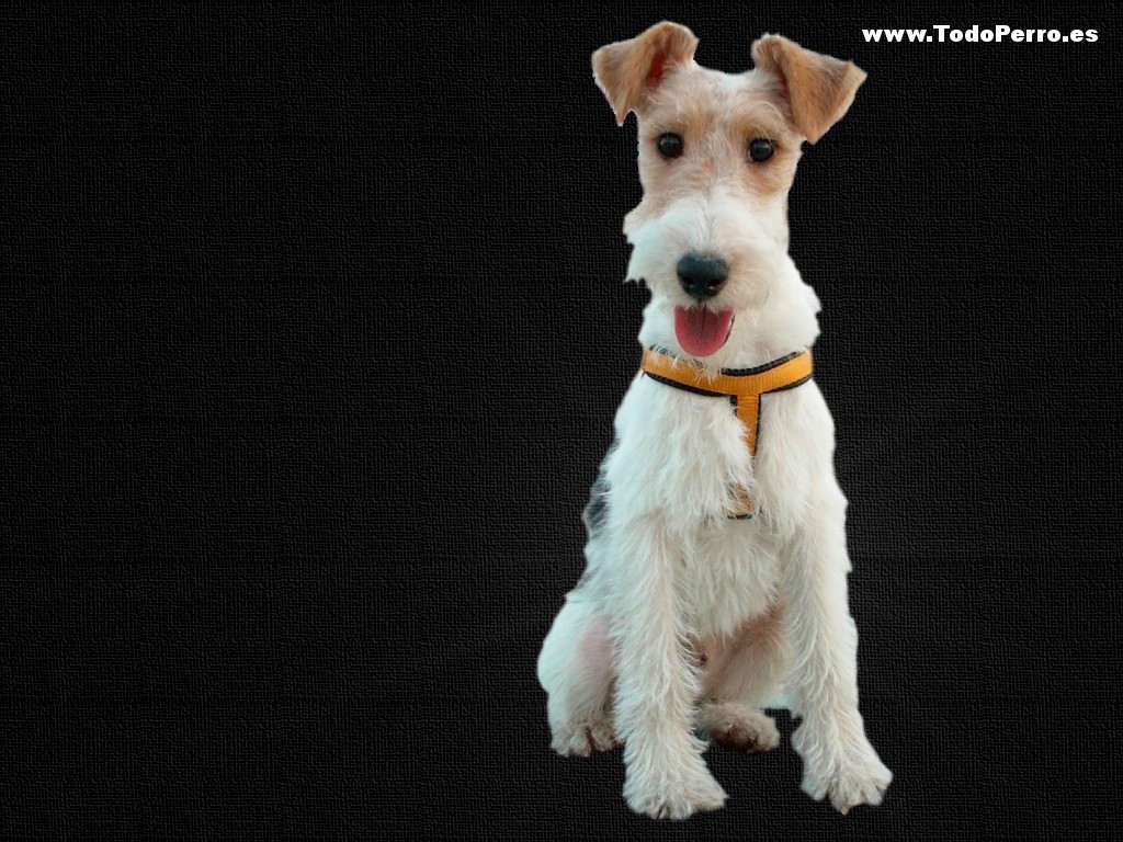 Fox Terrier