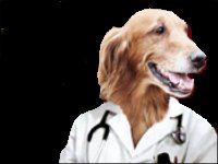 Perro medico