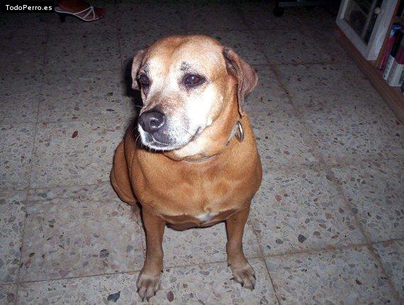 Foto del perro Nikita