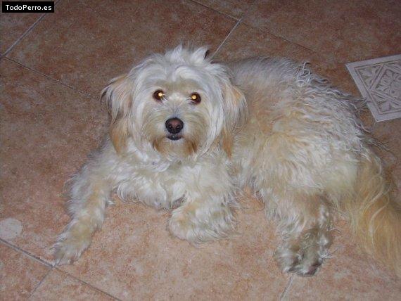 Foto del perro Mia