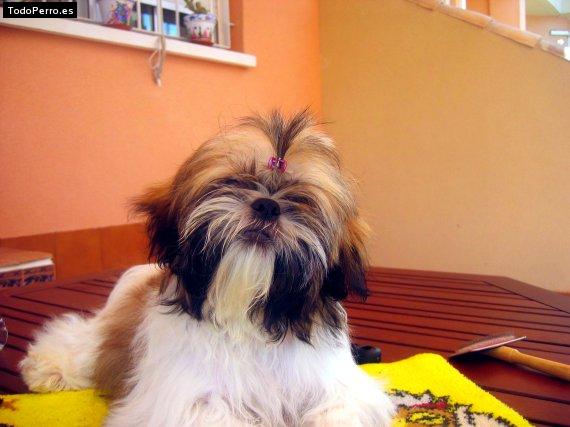 La foto del perro