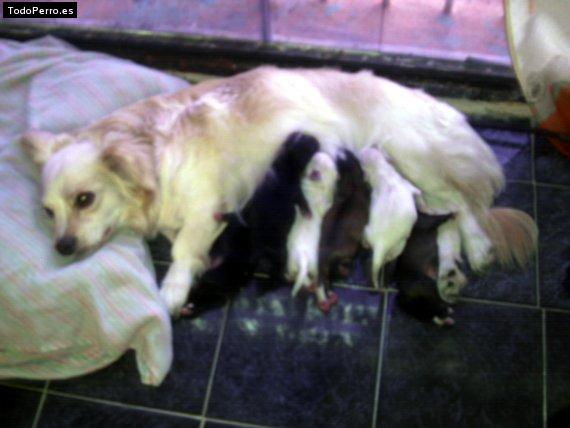 Foto del perro Madona