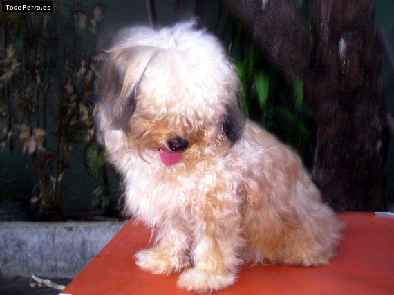 Foto del perro Chau