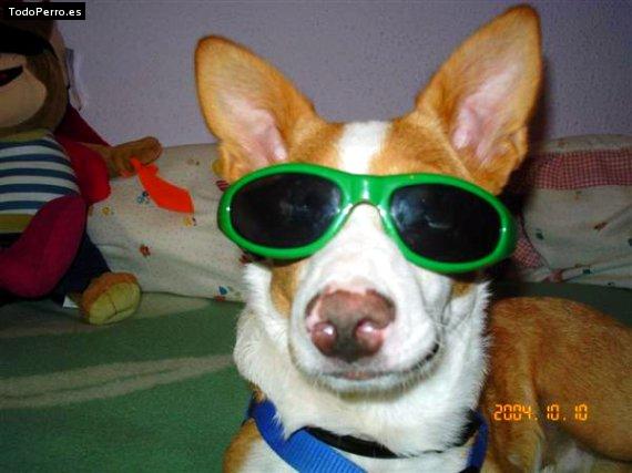 La foto del perro