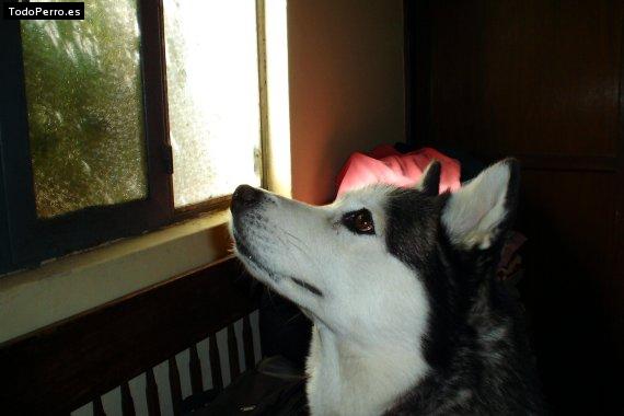 La foto del perro