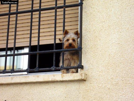 La foto del perro