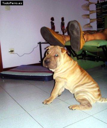 La foto del perro