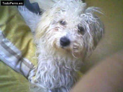 Foto del perro Mini