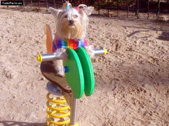 La foto del perro