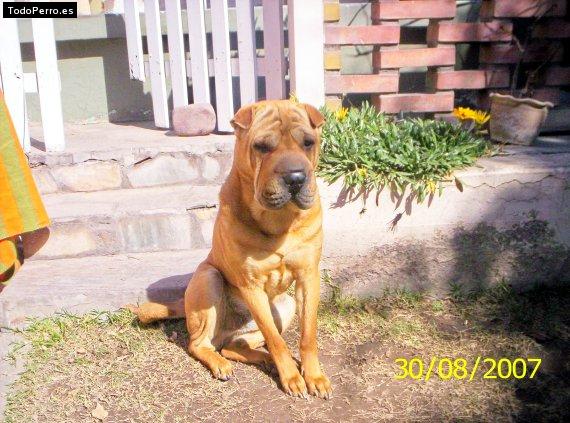 La foto del perro