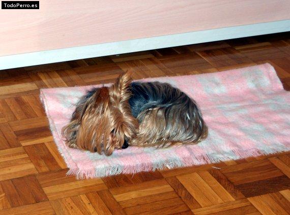 La foto del perro
