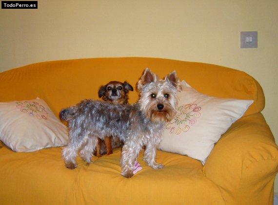 La foto del perro