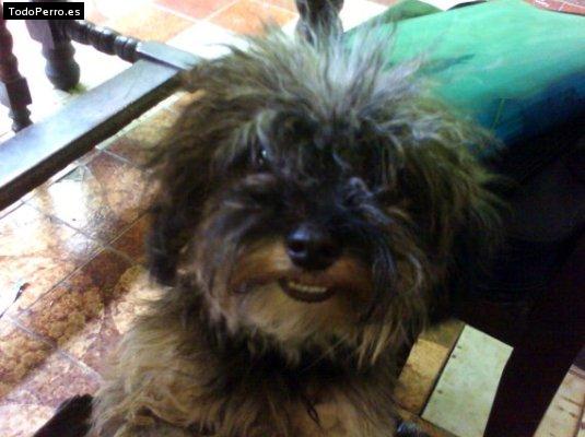 La foto del perro