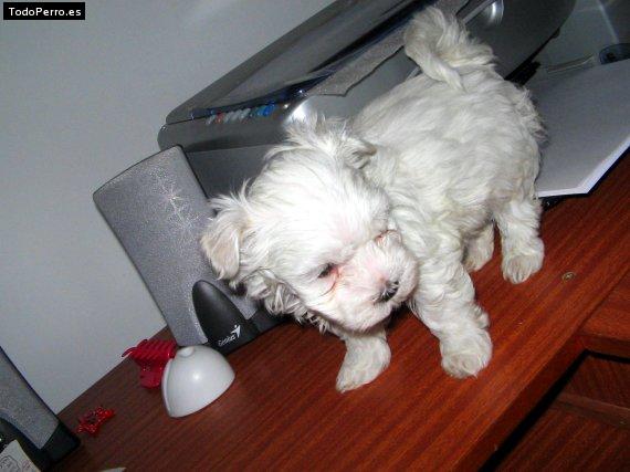 La foto del perro