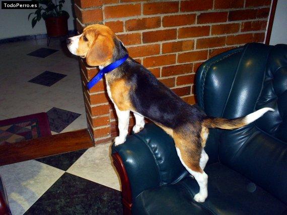 La foto del perro