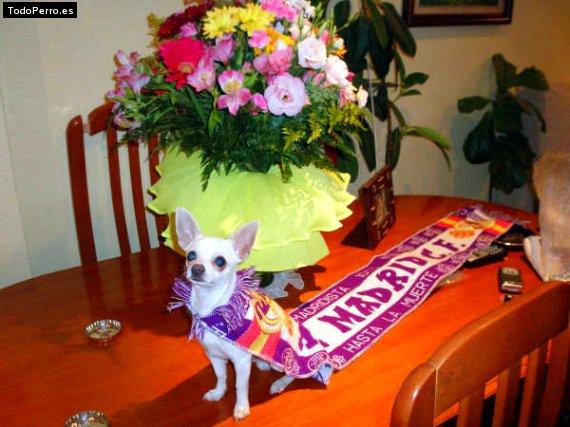 La foto del perro