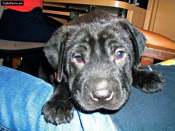 Foto del perro Coco
