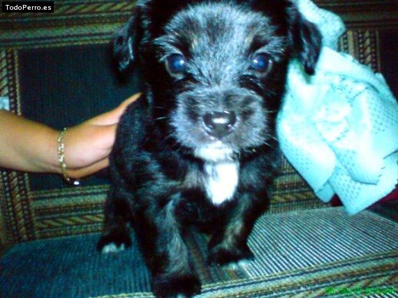 Foto del perro Nano