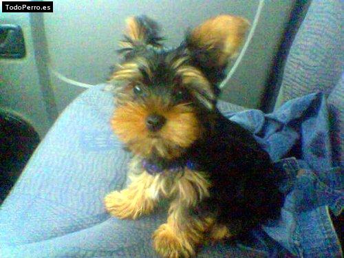 Foto del perro Chester