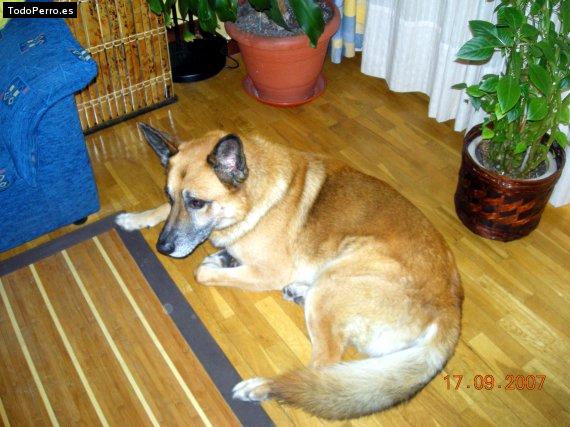 La foto del perro