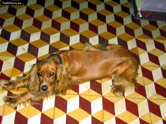 La foto del perro