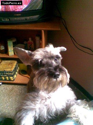 La foto del perro