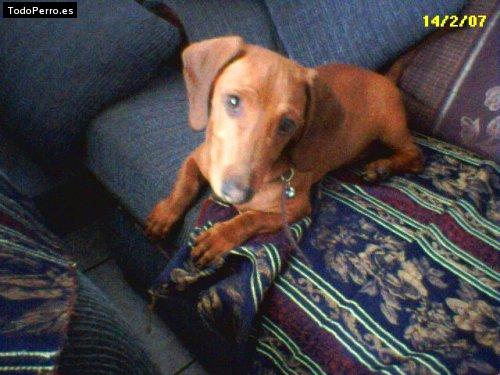 La foto del perro