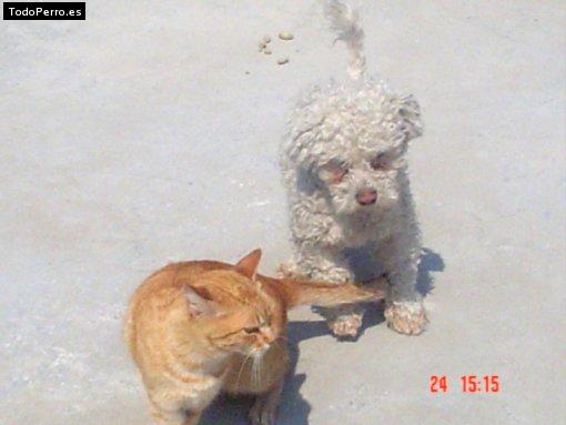 La foto del perro