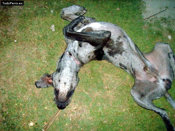 La foto del perro