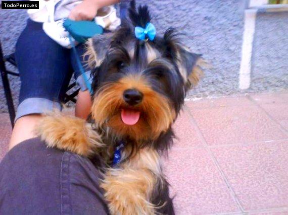 La foto del perro