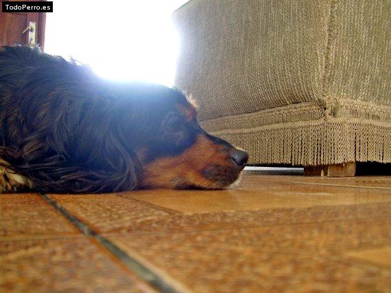 La foto del perro