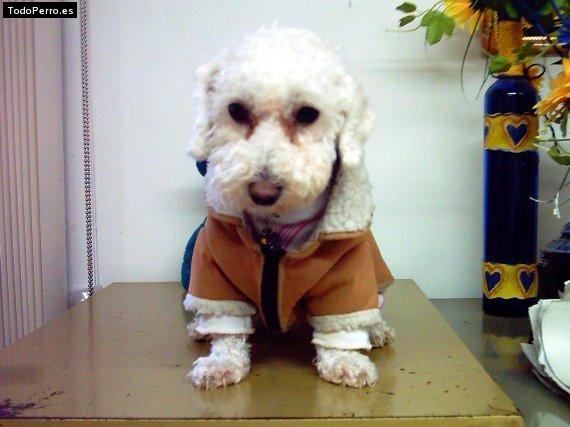 La foto del perro
