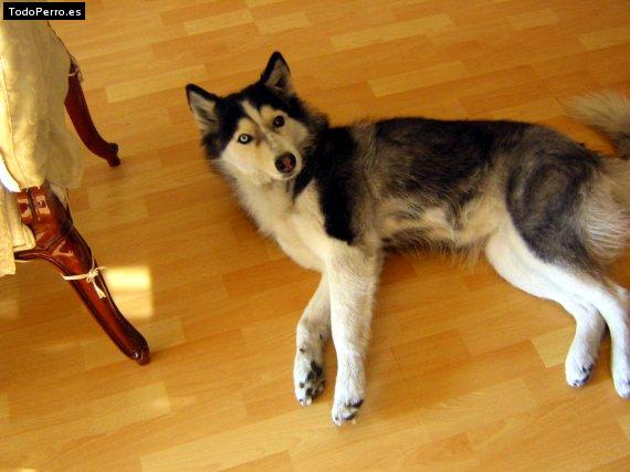 La foto del perro