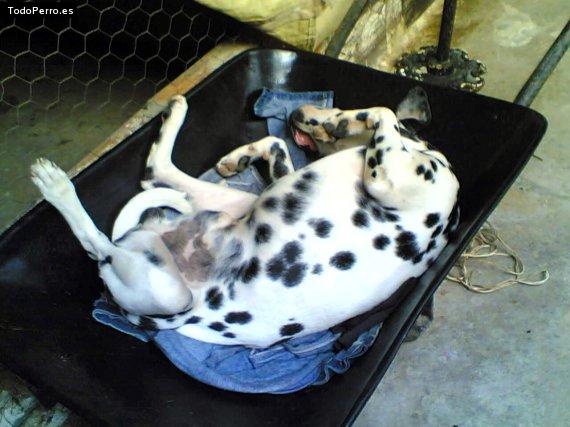 La foto del perro