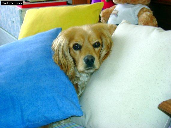 La foto del perro