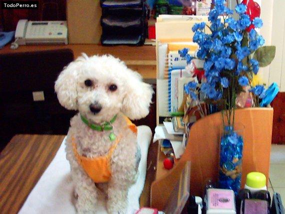La foto del perro