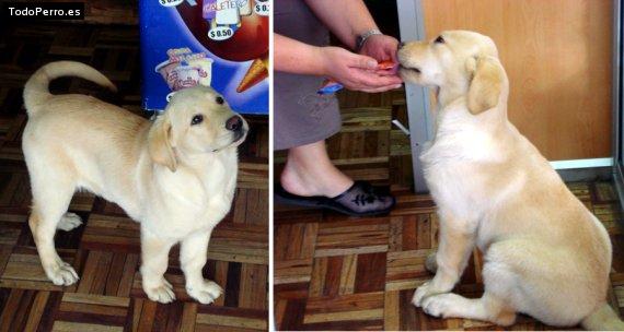 La foto del perro