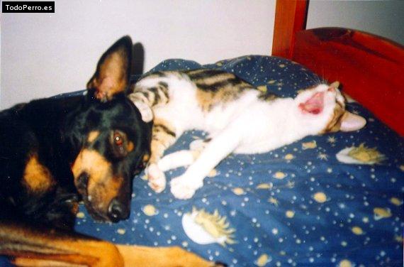 La foto del perro