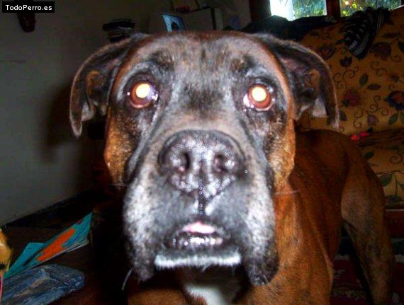 La foto del perro
