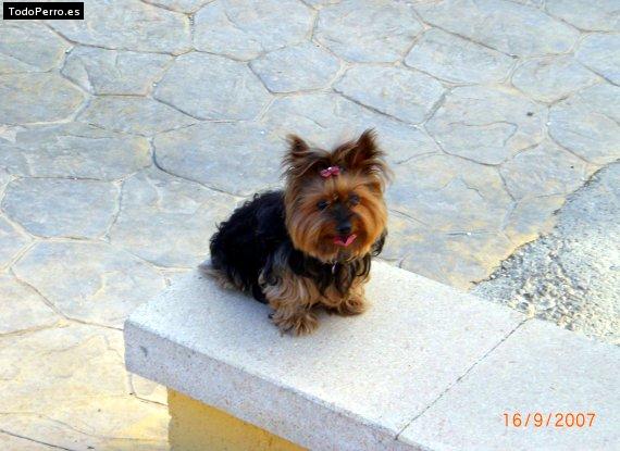 La foto del perro