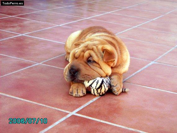 La foto del perro