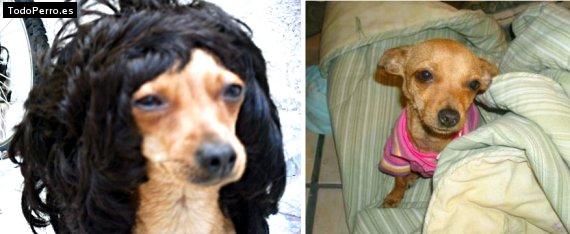La foto del perro